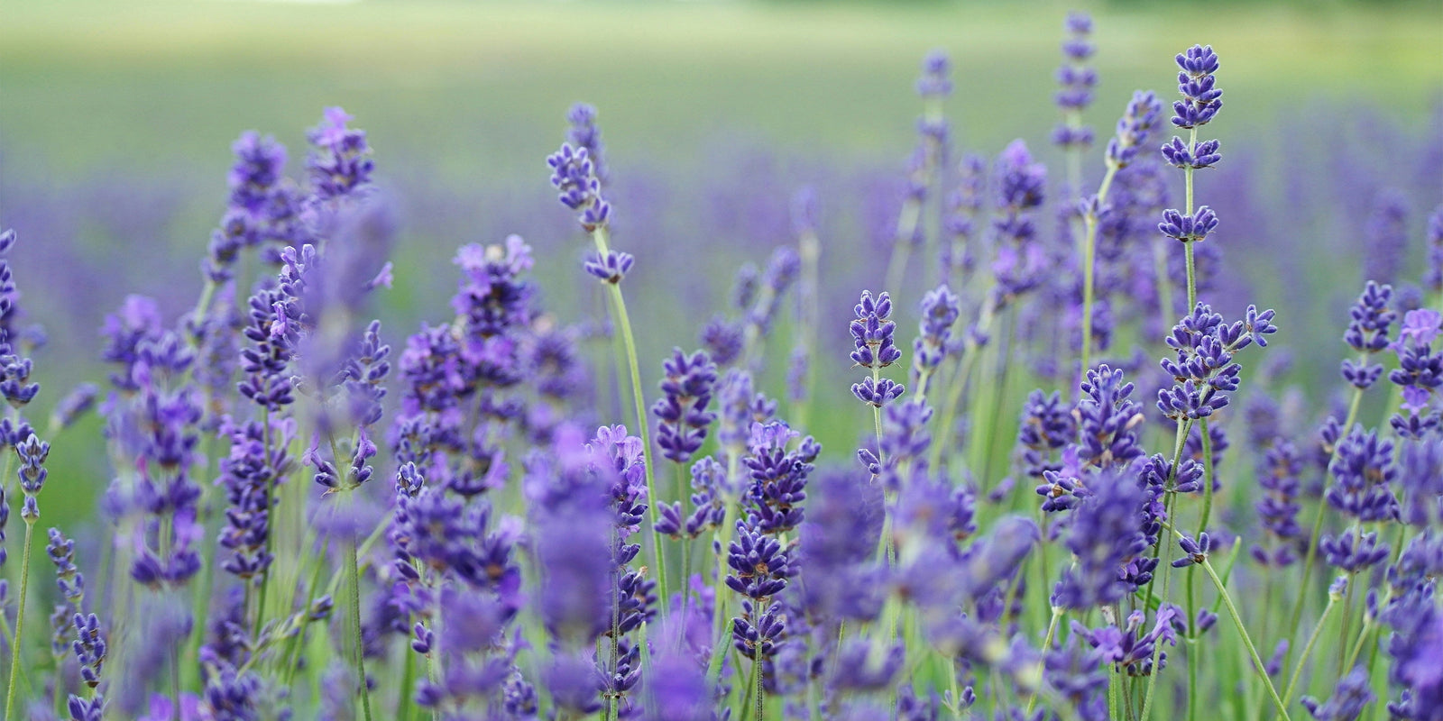 Quelles huiles essentielles pour les muscles et les articulations ?